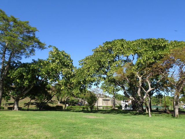 Et toujours ces bois noirs dont les gousses bruissent au vent