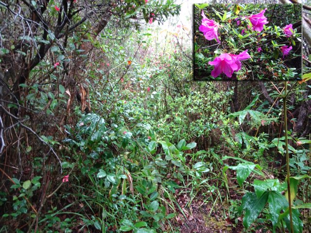 Prendre à gauche au premier embranchement dans les grandes azalées