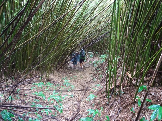 On retrouve des bambous aussi touffus que sur le Sentier Laverdure