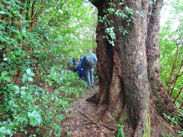 Rencontre avec un respectable filao centenaire