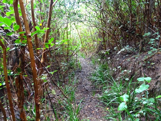 Le sol est envahi de jolis petits iris mais surtout de goyaviers