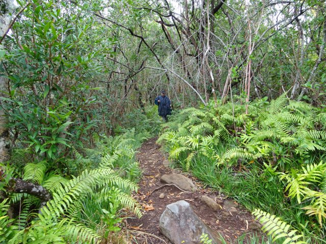 Le sentier partant de la Convalescence est beaucoup plus agréable que le précédent