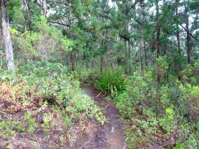 Le sentier Laverdure sous les cryptomerias rabougris