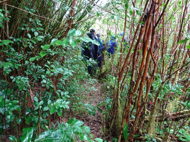 Le nouveau sentier est beaucoup plus étroit que le Laverdure
