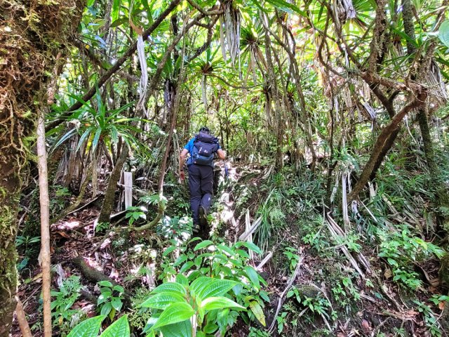 Le sentier est assez bien marqué sous les pimpins