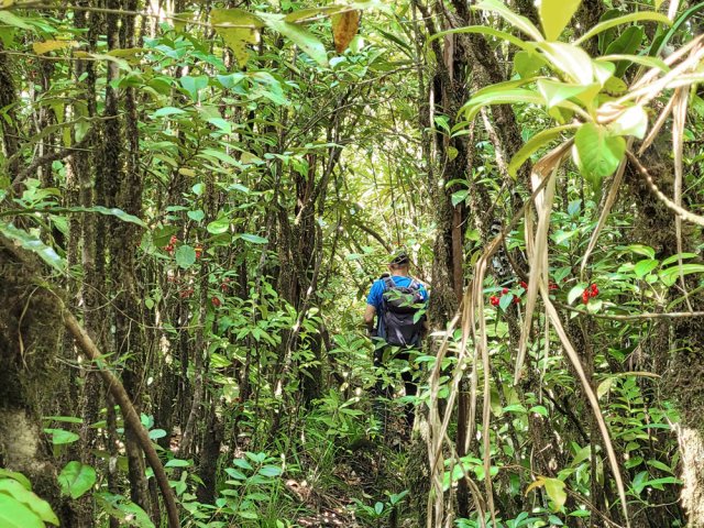 Portion humide assez moussue