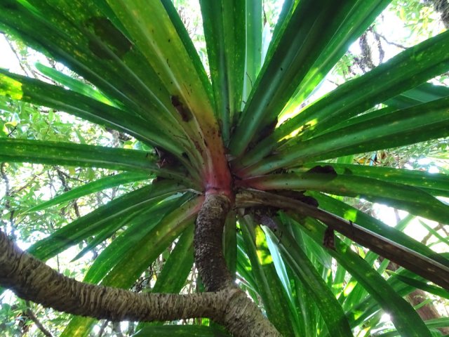 Beaucoup de pimpins aux fruits rouges