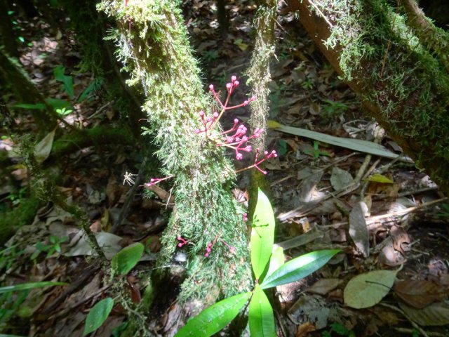 Un bois de pomme bientôt en fleur