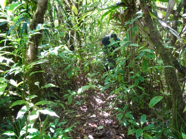Profiter de l'agréable sous-bois avant l'arrivée des sabres