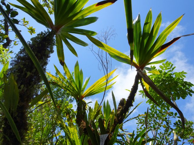 Bois de couleurs et pimpins cohabitent