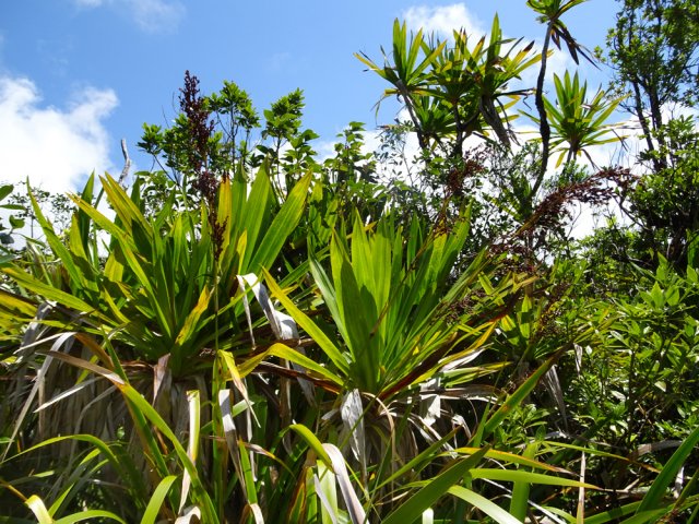 Une idée de la forêt à l'arrivée à la Ravine Bellevue