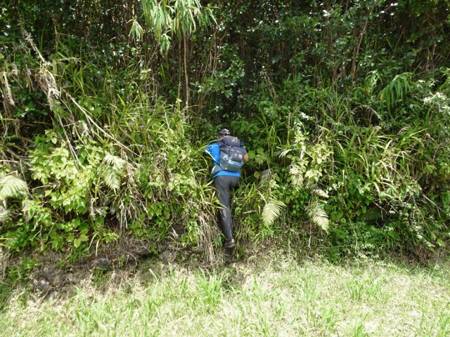 Quelques marches avant de pénétrer sous les goyaviers