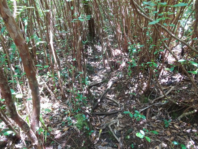Les goyaviers occupent presque tout le bois sur la première centaine de mètres