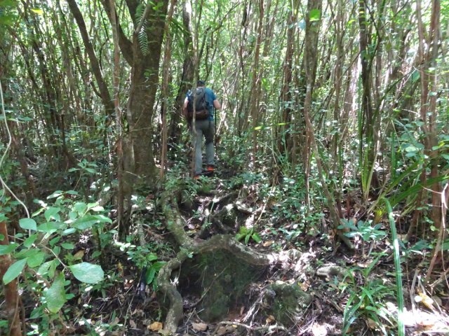 Les bois de couleurs deviennent de plus en plus nombreux