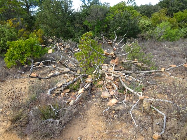 Un arbre décoré par les randonneurs