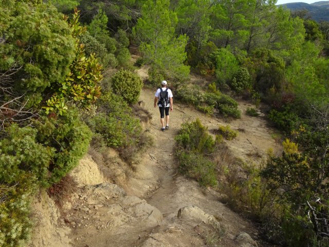 Les pinèdes remplacent la garrigue