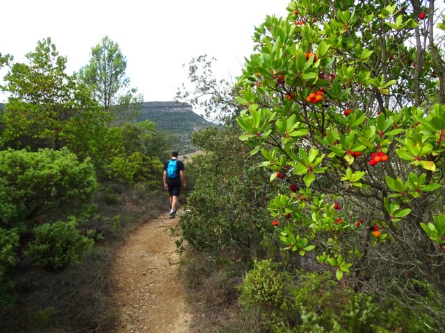 Beaucoup d'arbousiers à la saison pour qui aime consommer les fruits
