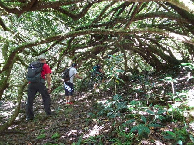 Sombres tunnels végétaux de jamrosats