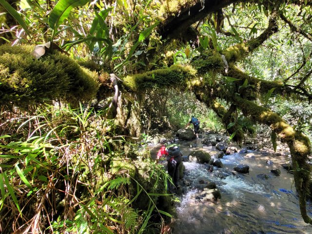 A 150 m d'altitude, les mousses se multiplient