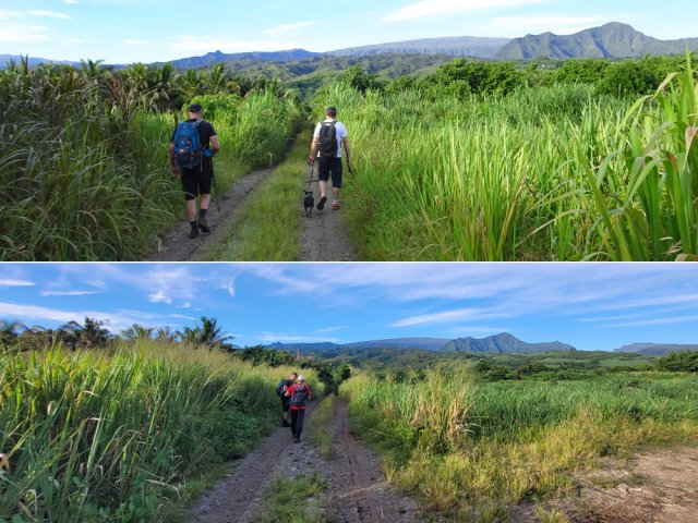 Longue ligne droite dans les cannes dont certaines semblent abandonnées