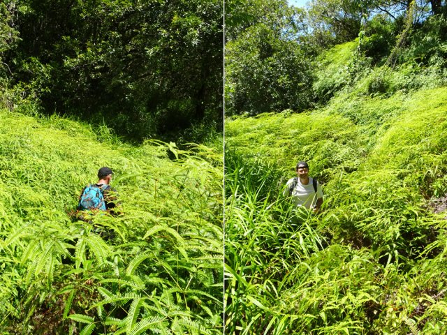 La trace reste visible dans les fougères grâce aux piétinements