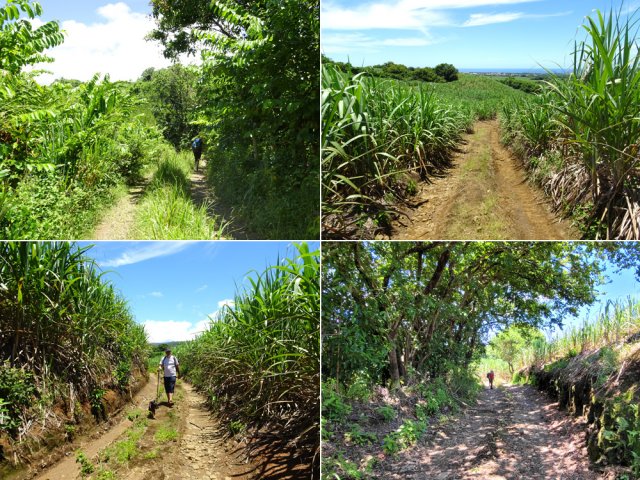 Après un tronçon de route, la fin de la descente emprunte plusieurs pistes dans les cannes