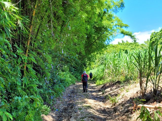 Les bambous sont couverts de liane de Chine avant le retour aux gués
