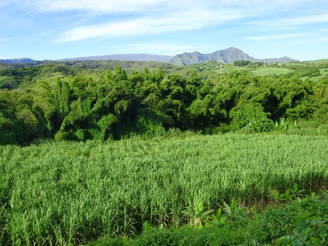 Point de vue sur la Ravine de Bras Panon bordée de hauts bambous