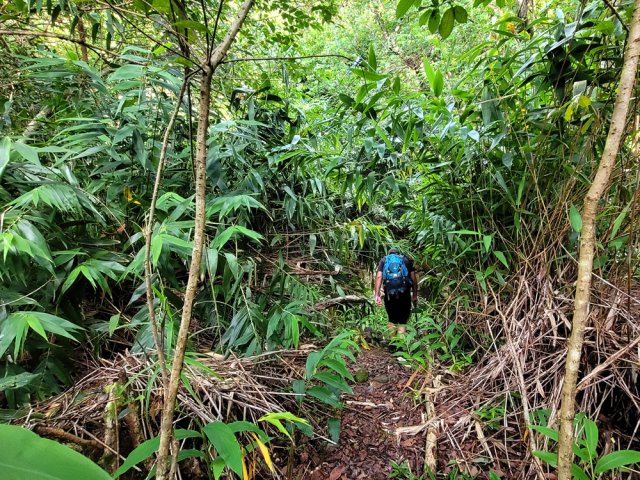 Après les grands bambous, au tour des bambous balais