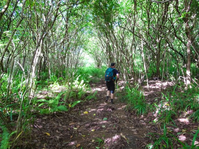 Début de la remontée de la Ravine Terre Rouge sur une très ancienne piste