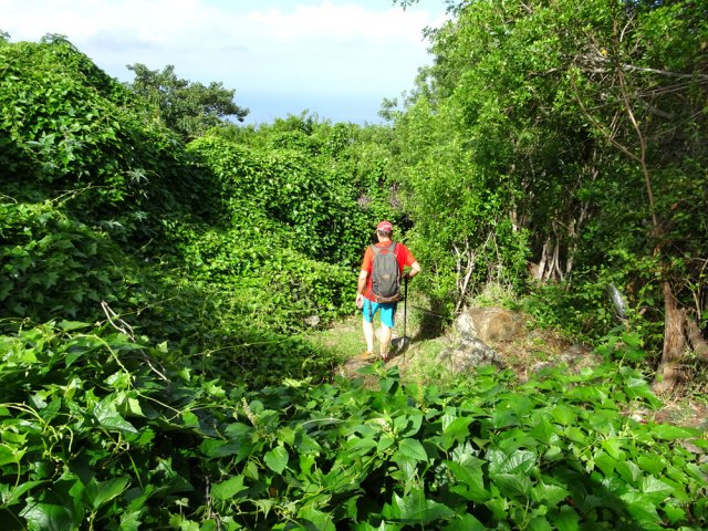 Beaucoup de lianes dans les premières dizaines de mètres