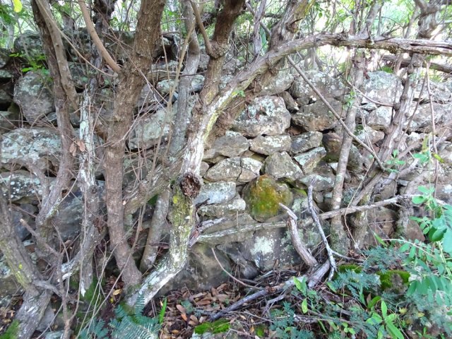 Vestige de restanque de l'époque cultivée au siècle dernier