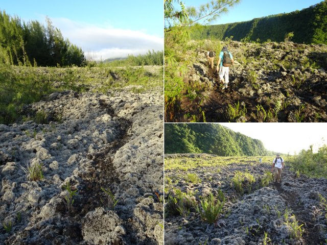 Sentier facile à suivre le long de la lisière du bois