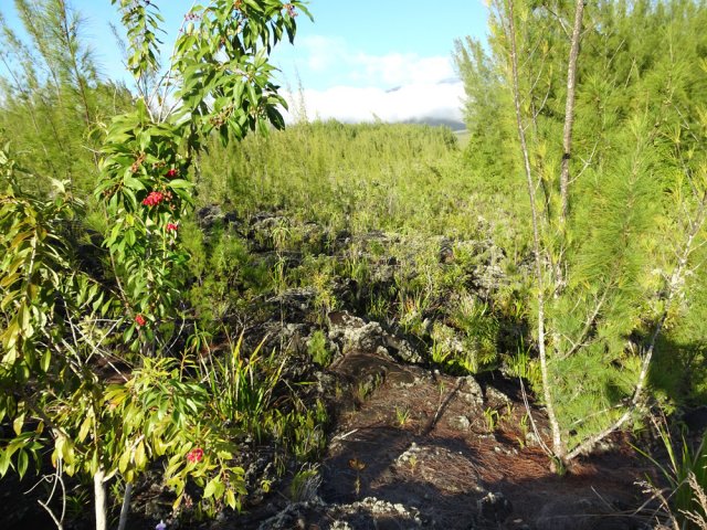 Trace bien marquée entre bois de rempart et filaos dans les fougères