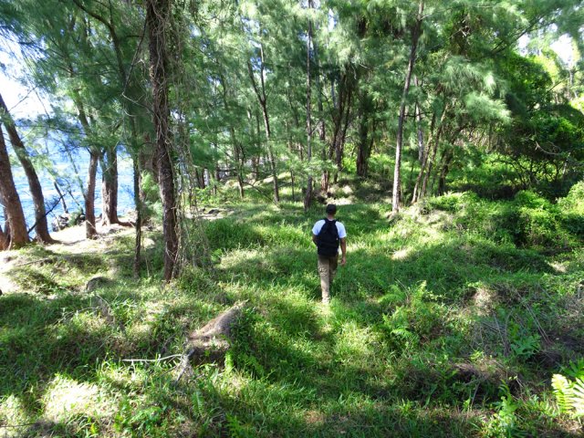 Traversée du bois de filaos entre deux coulées de 2002