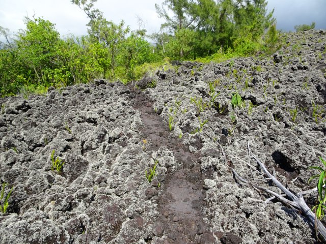 Impossible de perdre la trace longeant la lisière