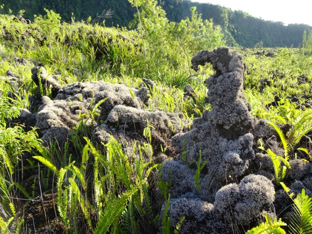 Les concrétions de lave sont désormais habillées de lichens