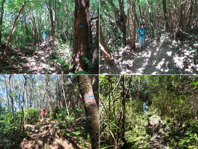Goyaviers, filaos et pandanus représentent l’essentiel des arbres de la côte