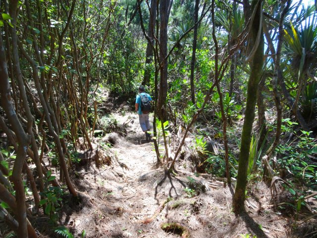 La marche s'effectue le plus souvent sur les aiguilles de filaos