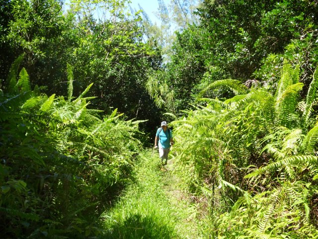 Beaucoup de végétation dans les 100 premiers mètres