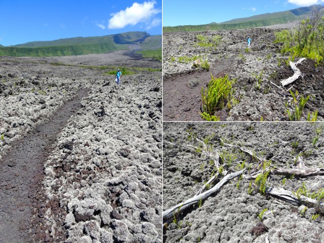 Sentier très bien marqué dans les gratons bordés des bois morts de 2007