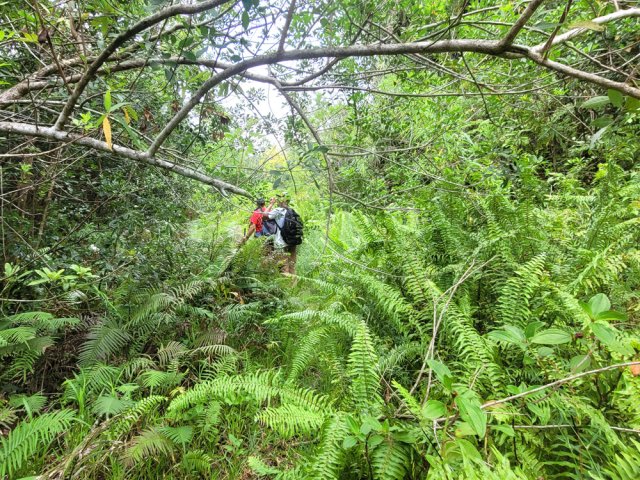 Les fougères ont envahi presque totalement l'ancienne piste