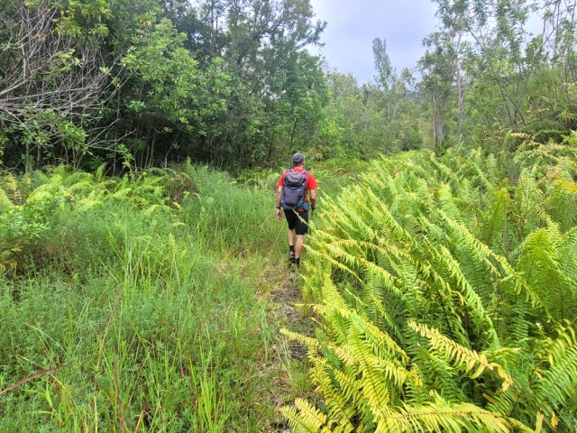 D'autres parties sont plus larges