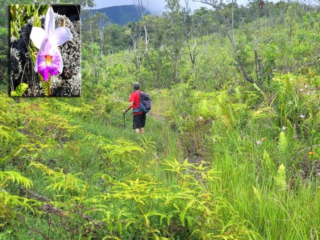 Les orchidées bambous poussent par centaines le long de la piste