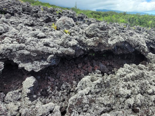La descente emprunte la coulée de 2007 mais sans sentier officiel de l'ONF