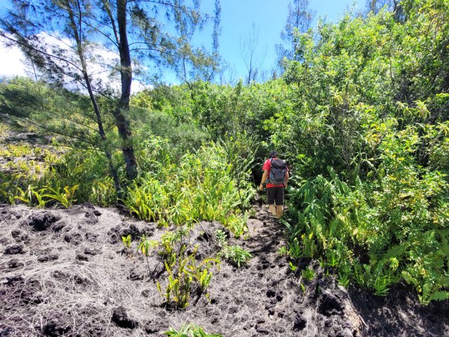 Les premiers mètres du Sentier des Laves à partir de la coulée