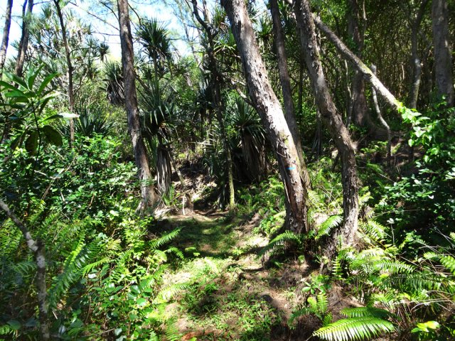 Le sentier des Laves a repris son air de sentier de randonnée