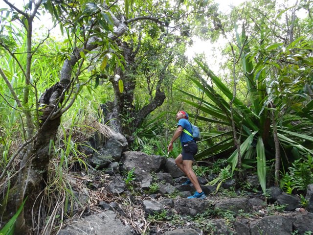 A la saison, on marche sur les mangues tombées au sol