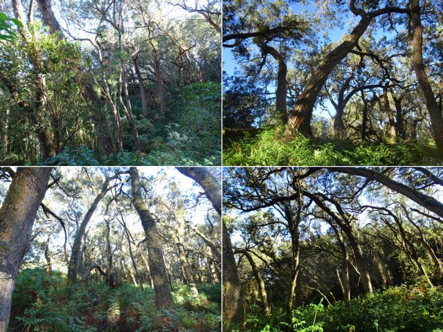 Heureusement, à partir de 1500 m, les tamarins des hauts bouleversent le paysage