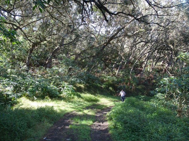 Très agréable piste forestière des Palmistes